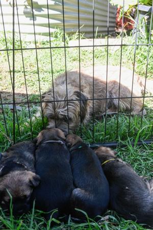 Border Terrier for sale by CARAMAIGH