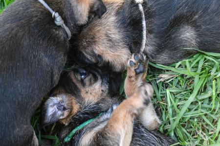 Border Terrier for sale by CARAMAIGH