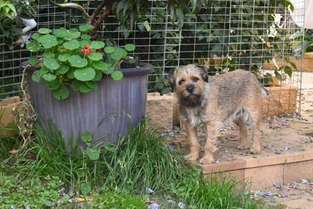 Border Terrier for sale by CARAMAIGH