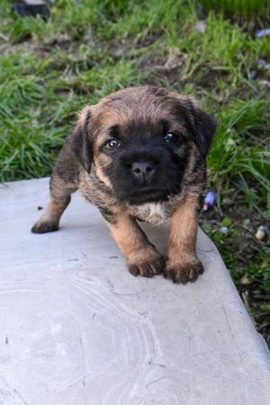 Border Terrier for sale by CARAMAIGH