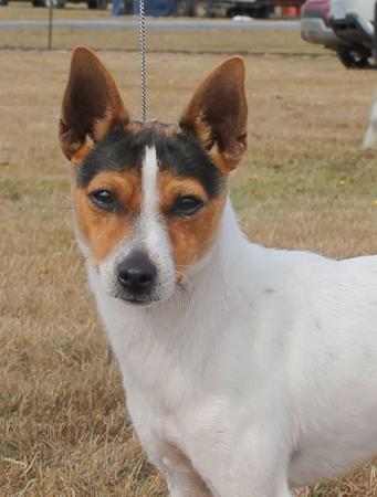 Tenterfield Terrier for sale by SOUTHWINDS