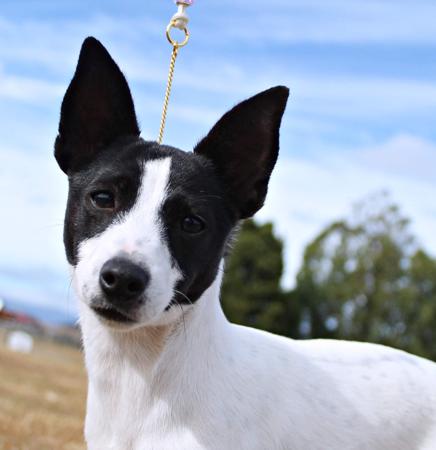 Tenterfield Terrier for sale by SOUTHWINDS