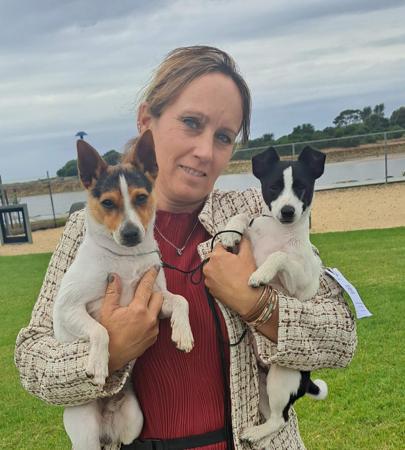 Tenterfield Terrier for sale by SOUTHWINDS