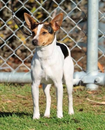 Tenterfield Terrier for sale by SOUTHWINDS