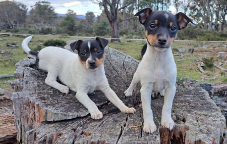 Tenterfield Terrier puppy for sale by SOUTHWINDS