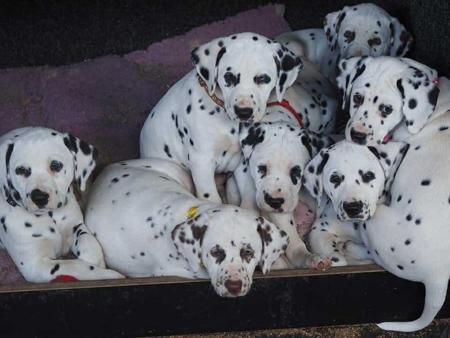Dalmatian for sale by WICHITARA