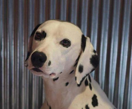 Dalmatian for sale by WICHITARA