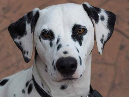 Dalmatian for sale by WICHITARA