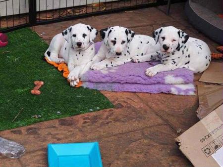Dalmatian for sale by WICHITARA