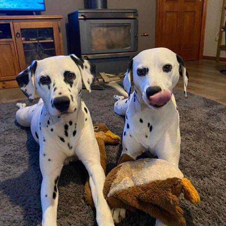 Dalmatian for sale by WICHITARA