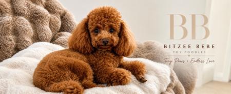 Poodle (Toy) for sale by BITZEEBEBE