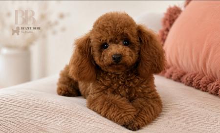 Poodle (Toy) for sale by BITZEEBEBE