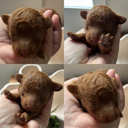 Poodle (Toy) for sale by BITZEEBEBE