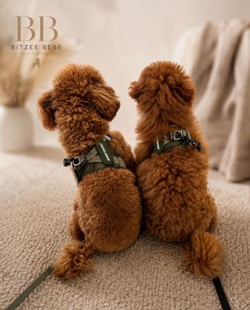 Poodle (Toy) for sale by BITZEEBEBE