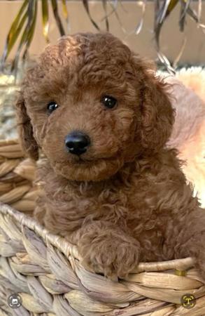 Poodle (Toy) for sale by BITZEEBEBE