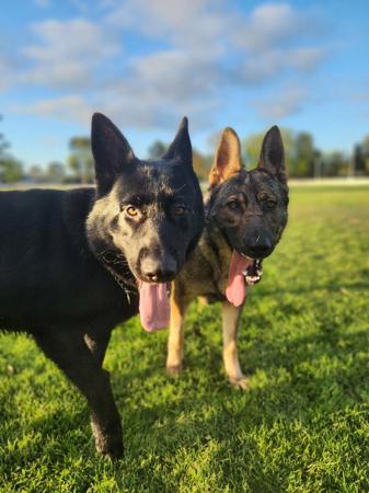 German Shepherd Dog for sale by BLACKWYNNE