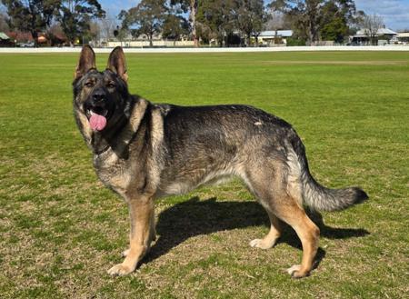 German Shepherd Dog for sale by BLACKWYNNE