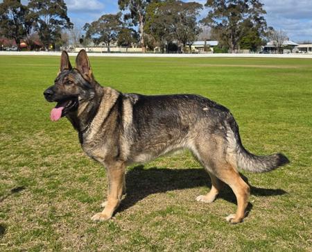 German Shepherd Dog for sale by BLACKWYNNE