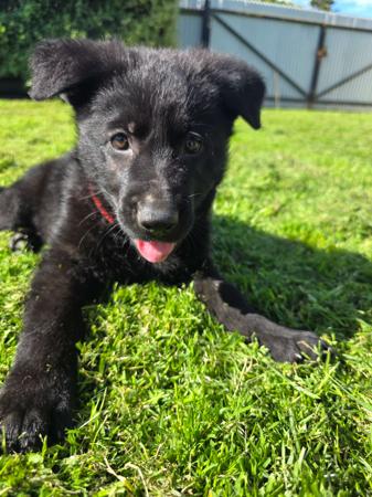 German Shepherd Dog for sale by BLACKWYNNE