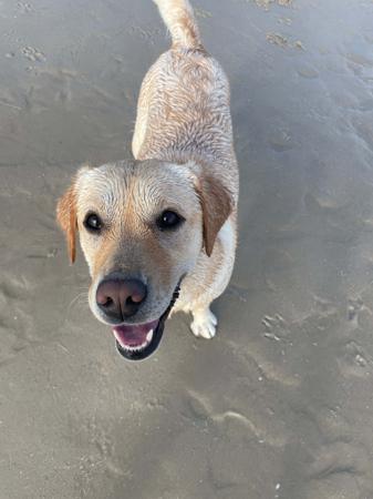 Labrador Retriever for sale by SKYLARS