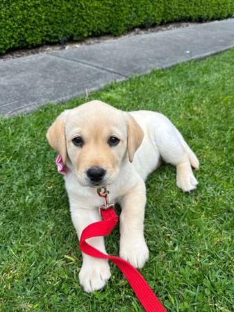 Labrador Retriever for sale by SKYLARS