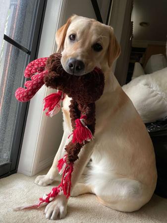 Labrador Retriever for sale by SKYLARS