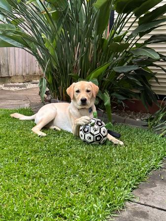 Labrador Retriever for sale by SKYLARS