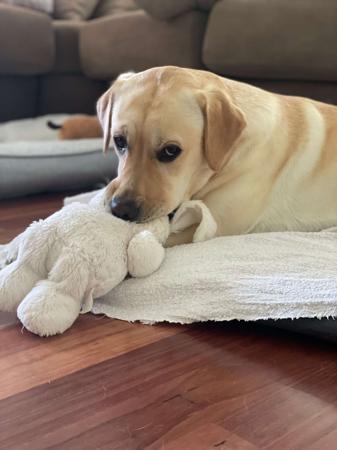 Labrador Retriever for sale by SKYLARS