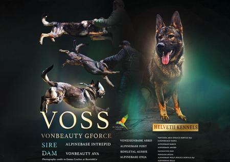 German Shepherd Dog for sale by HELVETII