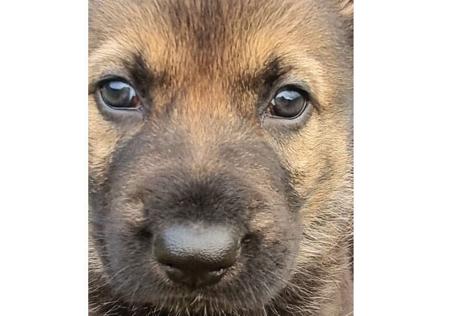 German Shepherd Dog for sale by HELVETII