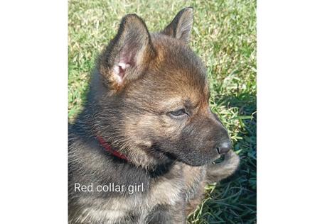 German Shepherd Dog for sale by HELVETII