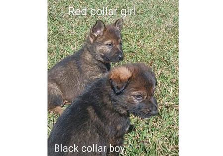 German Shepherd Dog for sale by HELVETII