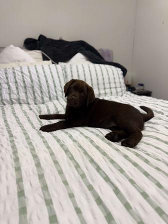 Labrador Retriever for sale by HILLSCREST