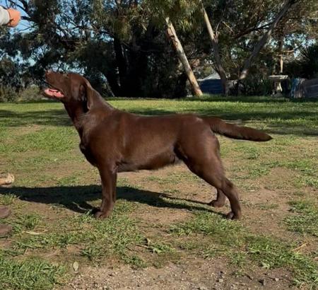 Labrador Retriever for sale by HILLSCREST
