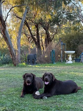 Labrador Retriever for sale by HILLSCREST