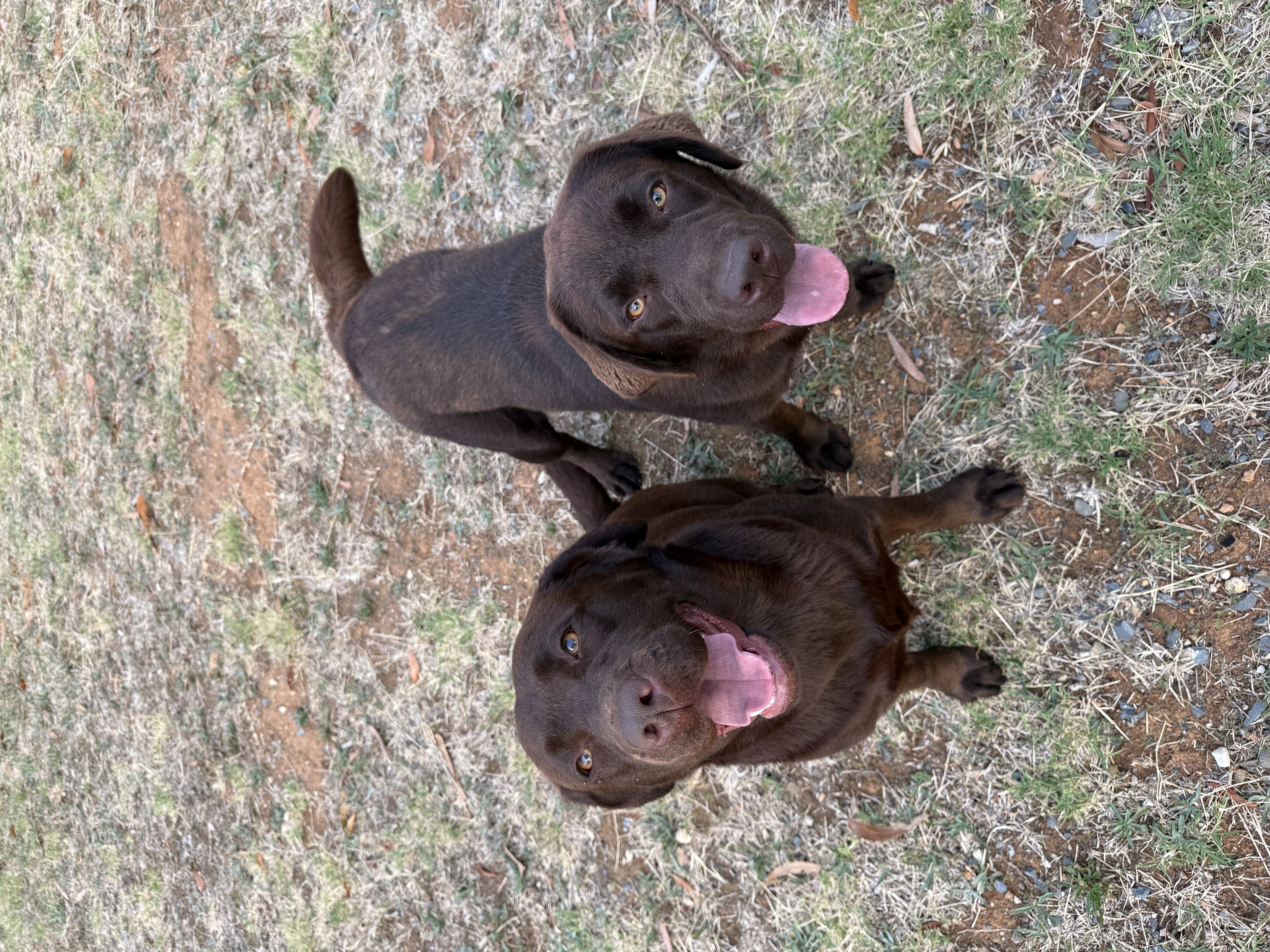 Labrador Retriever for sale by HILLSCREST