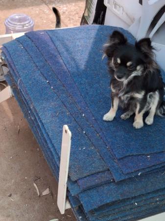 Chihuahua (Long Coat) for sale by LEEANNE5253