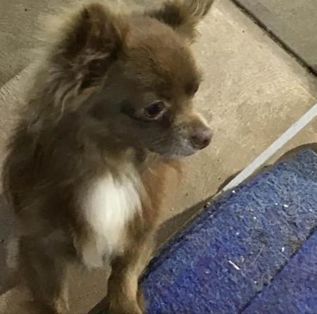 Chihuahua (Long Coat) for sale by SMARTCHIS