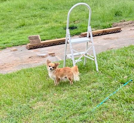 Chihuahua (Long Coat) for sale by SMARTCHIS