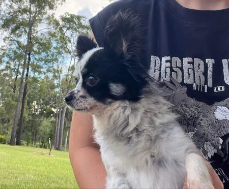 Chihuahua (Long Coat) for sale by SMARTCHIS