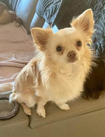 Chihuahua (Long Coat) for sale by SMARTCHIS