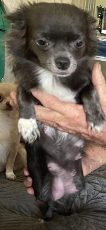Chihuahua (Long Coat) for sale by SMARTCHIS