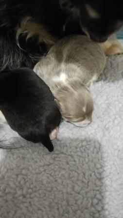 Chihuahua (Long Coat) puppy for sale by LEEANNE5253