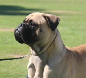 Bullmastiff for sale by REIGNING