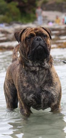 Bullmastiff for sale by REIGNING