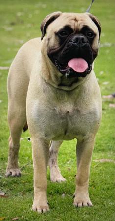 Bullmastiff for sale by REIGNING