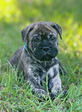 Bullmastiff for sale by REIGNING