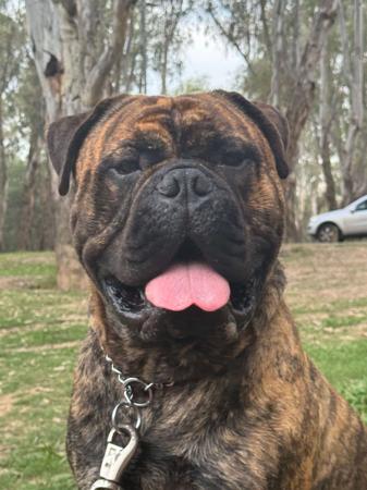 Bullmastiff for sale by REIGNING