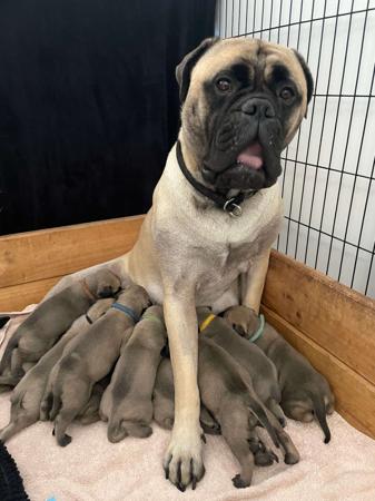 Bullmastiff for sale by REIGNING