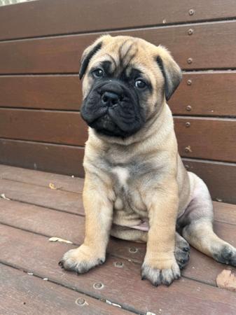 Bullmastiff for sale by REIGNING